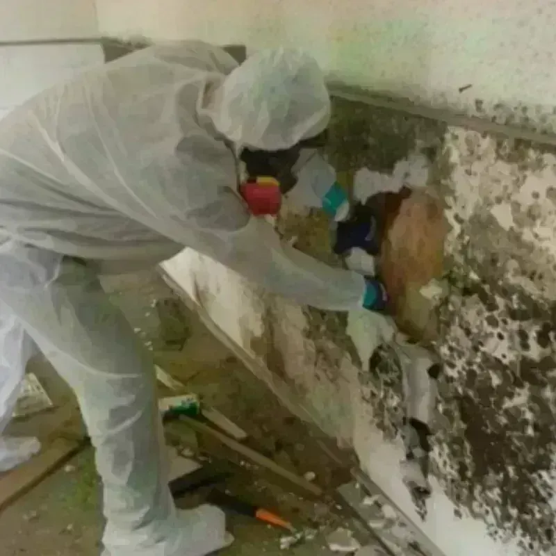 Mold Remediation and Removal in Killdeer, ND